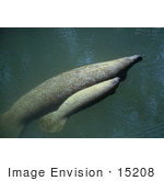 #15208 Picture Of A West Indian Manatee Cow With Calf (Trichechus Manatus)