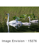 #15276 Picture Of A Trumpeter Swan Brood (Cygnus Buccinator)