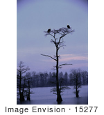 #15277 Picture Of Two Bald Eagles (Haliaeetus Leucocephalus) On A Tree Top