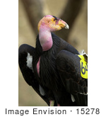#15278 Picture Of A California Condor (Gymnogyps Californianus)