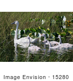 #15280 Picture Of A Trumpeter Swan Brood (Cygnus Buccinator)