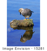 #15281 Picture Of A Gadwall Drake (Anas Strepera)