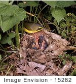 #15282 Picture Of A Kentucky Warbler (Oporornis Formosus) Nest And Chicks