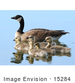 #15284 Picture Of A Canada Goose Brood (Branta Canadensis)