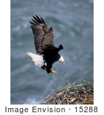 #15288 Picture Of A Bald Eagle In Flight About To Land