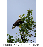 #15291 Picture Of An American Bald Eagle (Haliaeetus Leucocephalus)