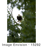 #15292 Picture Of A Squacking Bald Eagle (Haliaeetus Leucocephalus)