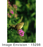 #15298 Picture Of A Swamp Sparrow (Melospiza Georgiana)