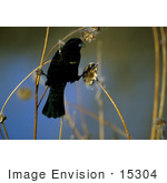 #15304 Picture Of A Red-Winged Blackbird (Agelaius Phoeniceus)