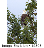 #15308 Picture Of A Bald Eagle (Haliaeetus Leucocephalus) In A Tree