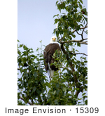 #15309 Picture Of A Bald Eagle (Haliaeetus Leucocephalus) Perching In A Tree