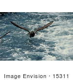 #15311 Picture Of A Flesh-Footed Shearwater (Puffinus Carneipes)