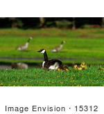 #15312 Picture Of Canada Geese (Branta Canadensis) And Goslings