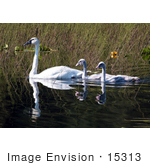 #15313 Picture Of A Trumpeter Swan Brood (Cygnus Buccinator)