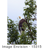 #15315 Picture Of A Bald Eagle (Haliaeetus Leucocephalus)