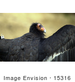 #15316 Picture Of A California Condor (Gymnogyps Californianus) With Open Wings