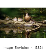 #15321 Picture Of A Blue-Winged Teal (Anas Discors) And Ducklings