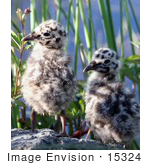 #15324 Picture Of Two Spotted Mew Gull Chicks (Larus Canus)