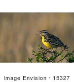 #15327 Picture Of A Western Meadowlark (Sturnella Neglecta)