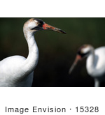 #15328 Picture Of A Whooping Crane (Grus Americana)