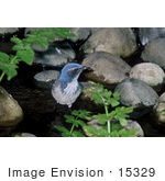#15329 Picture Of A Western Scrub Jay (Aphelocoma Californica) Wading