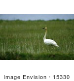 #15330 Picture Of A Tundra Swan (Cygnus Columbianus)