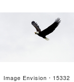 #15332 Picture Of A Flying Bald Eagle (Haliaeetus Leucocephalus)