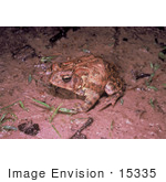 #15335 Picture Of A Houston Toad (Bufo Houstonensis)
