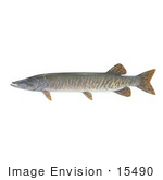 #15490 Picture Of A Muskellunge Muskie Musky (Esox Masquinongy)