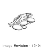#15491 Picture Of A Tippecanoe Darter (Etheostoma Tippecanoe)