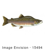 #15494 Picture Of A Pink Salmon Humpback Salmon (Oncorhynchus Gorbuscha)
