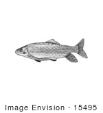 #15495 Picture Of A Robust Redhorse Fish