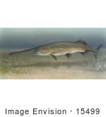 #15499 Picture Of A Paddlefish (Polyodon Spathula)