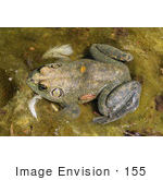 #155 Photograph Of A Frog In A Pond