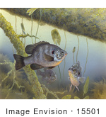 #15501 Picture Of A Redear Sunfish (Lepomis Microlophus)