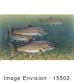 #15502 Picture Of A Lake Trout