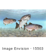 #15503 Picture Of Atlantic Salmon (Salmo Salar)
