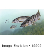 #15505 Picture Of Striped Bass (Morone Saxatilis)