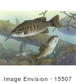#15507 Picture Of Smallmouth Bass (Micropterus Dolomieu)
