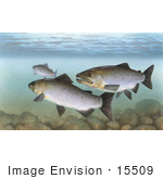 #15509 Picture Of Pacific Salmon (Oncorhynchus)