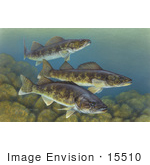 #15510 Picture Of Walleye Fish (Stizostedion Vitreum)