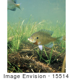 #15514 Picture Of Bluegill Fish (Lepomis Macrochirus) By Underwater Grasses