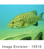 #15516 Picture Of A Smallmouth Bass (Micropterus Dolomieu)