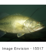 #15517 Picture Of A Largemouth Bass (Micropterus Salmoides)