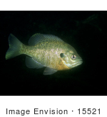 #15521 Picture Of A Bluegill Fish (Lepomis Macrochirus)