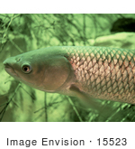 #15523 Picture Of A Grass Carp Fish White Amur (Ctenopharyngodon Idella)