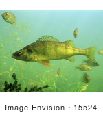 #15524 Picture Of Yellow Perch Fish (Perca Flavescens)