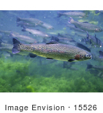 #15526 Picture Of Rainbow Redband Trout (Oncorhynchus Mykiss)