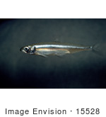 #15528 Picture Of A Delta Smelt Fish (Hypomesus Transpacificus)