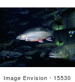 #15530 Picture Of Brook Trout (Salvelinus Fontinalis) In An Aquarium